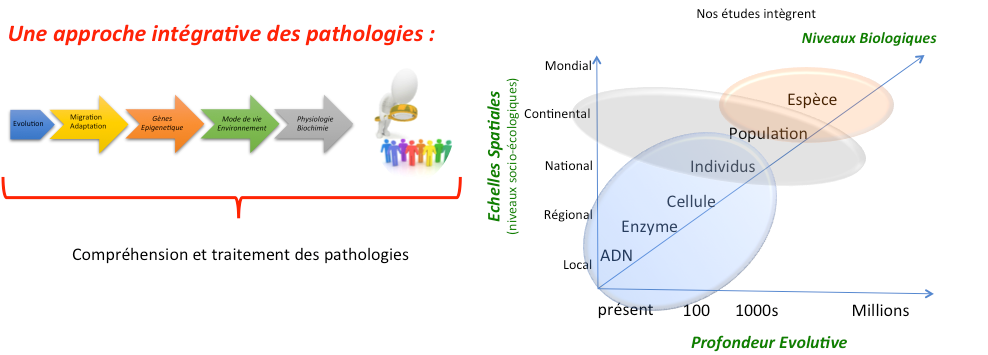 échelle étude médecine évolutive