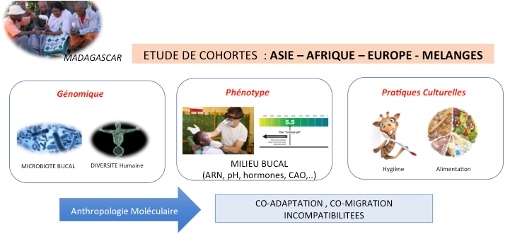 Place cohorte approche évolutive santé orale