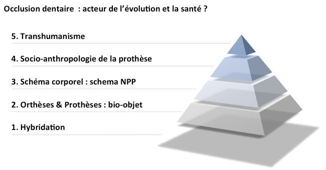 Place occlusion dentaire santé humaine